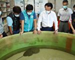 嘉义布袋复育鲎有成 600多只鲎宝宝诞生