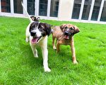 鼓励领养流浪犬 竹市推首年免费宠物保险