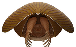 加拿大發現五億年前「巨大」節肢動物化石