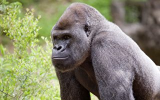 亞特蘭大動物園黑猩猩感染中共病毒