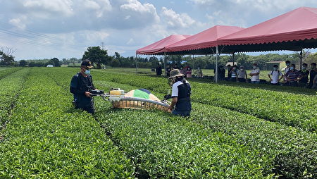 茶改場開發的輔具結合雙人式採茶機作業情形。