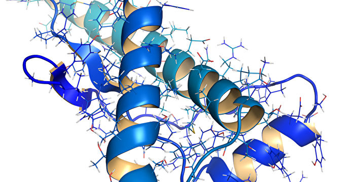 研究：降低蛋白质出错有助延长寿命