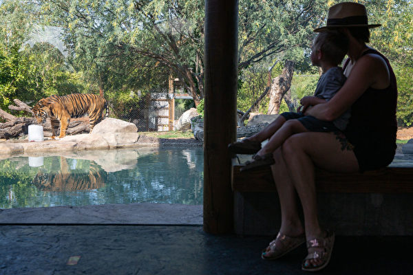 美動物園再現新冠病例 聖路易斯8獅虎豹染疫