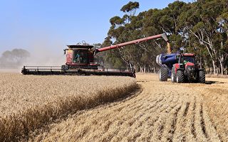 谷物大丰收 西澳农民信心涨至十年最高水平