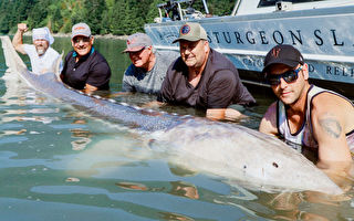 溫哥華釣魚嚮導獲11英尺巨鱘魚 申請吉尼斯