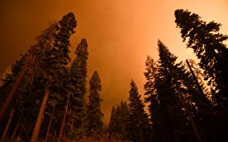 山火烧进红杉国家森林 全球最大巨树受威胁