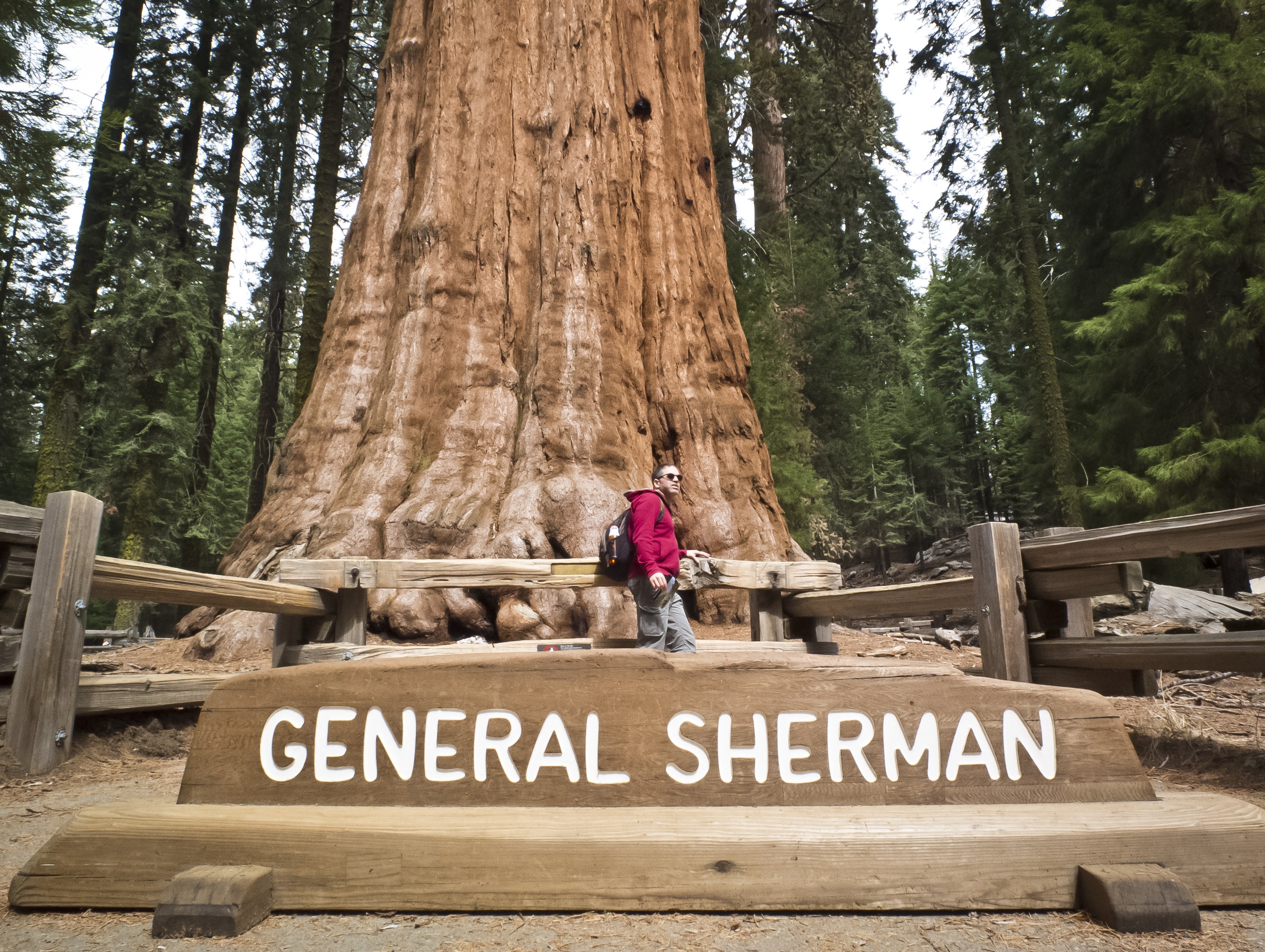 世界上最大的树—雪曼（谢尔曼）将军树（General Sherman Tree）地球上已知最大的现存单体树木_哔哩哔哩 (゜-゜)つロ 干杯 ...