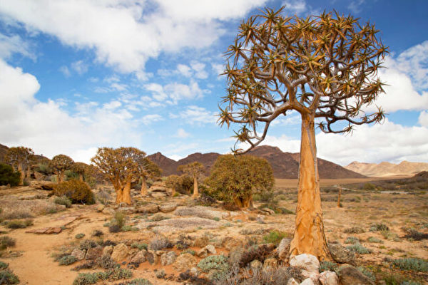 組圖：絕無僅有 南非獨特的沙漠生物群落