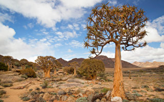 组图：绝无仅有 南非独特的沙漠生物群落