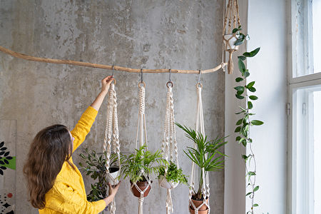 11种美丽室内悬挂植物新手也能轻松养活 室内植物 多肉植物 吊兰 大纪元