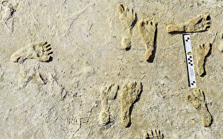 北美最古老人類腳印出土 距今2.3萬年