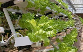 全国首个巨型温室在建 欲全年种植沙拉作物
