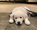 牛頓警局新增服務犬「Leo」
