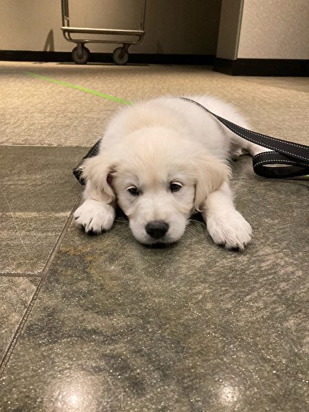 牛顿警局新增服务犬 Leo 牛顿市 警察局 小狗 大纪元