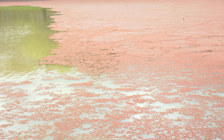 堪培拉「粉紅湖」 自然奇觀隱含祕密 