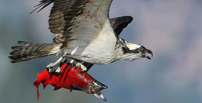 鱼鹰捉到红鲑鱼后在空中“定格”的罕见画面