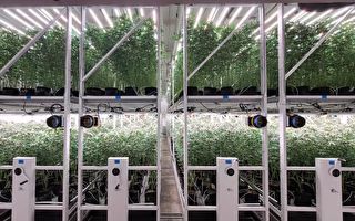 阿拉米达县警 捣毁大规模非法大麻种植业务