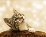 美国动物灵媒：小猫能跨越不同维度