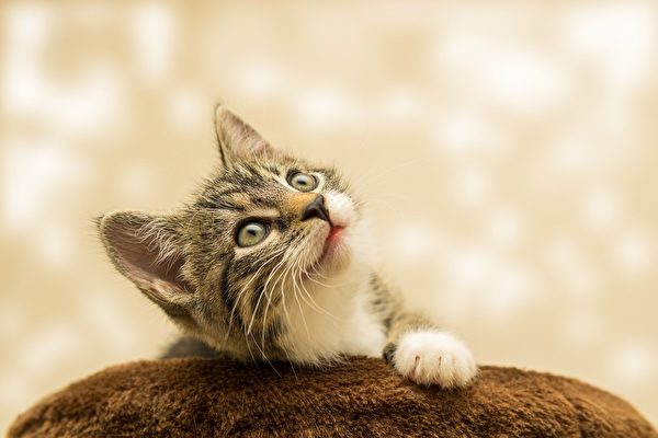 美國動物靈媒：小貓能跨越不同維度