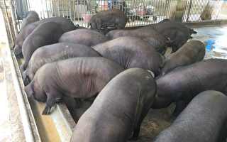 防范非洲猪瘟   屏县府辅导养猪产业转型