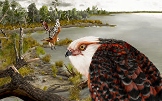 鷹家族新物種化石驚現澳洲 距今2500萬年