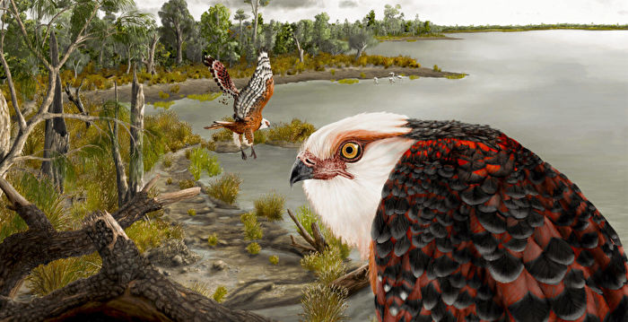 鹰家族新物种化石惊现澳洲 距今2500万年