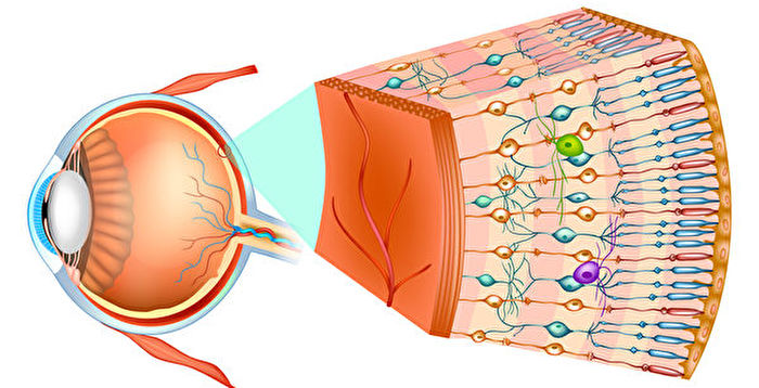 研究：生物视网膜敏感度极高而且节能