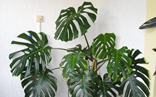 紐人現今最愛10種室內植物清單及養護指南