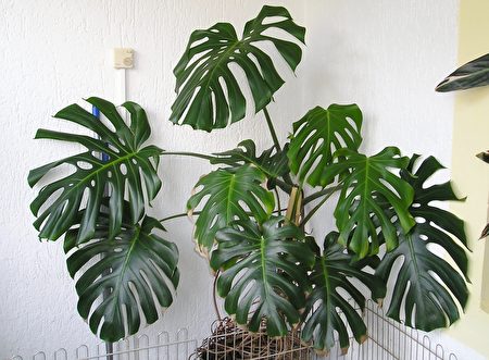 纽人现今最爱10种室内植物清单及养护指南
