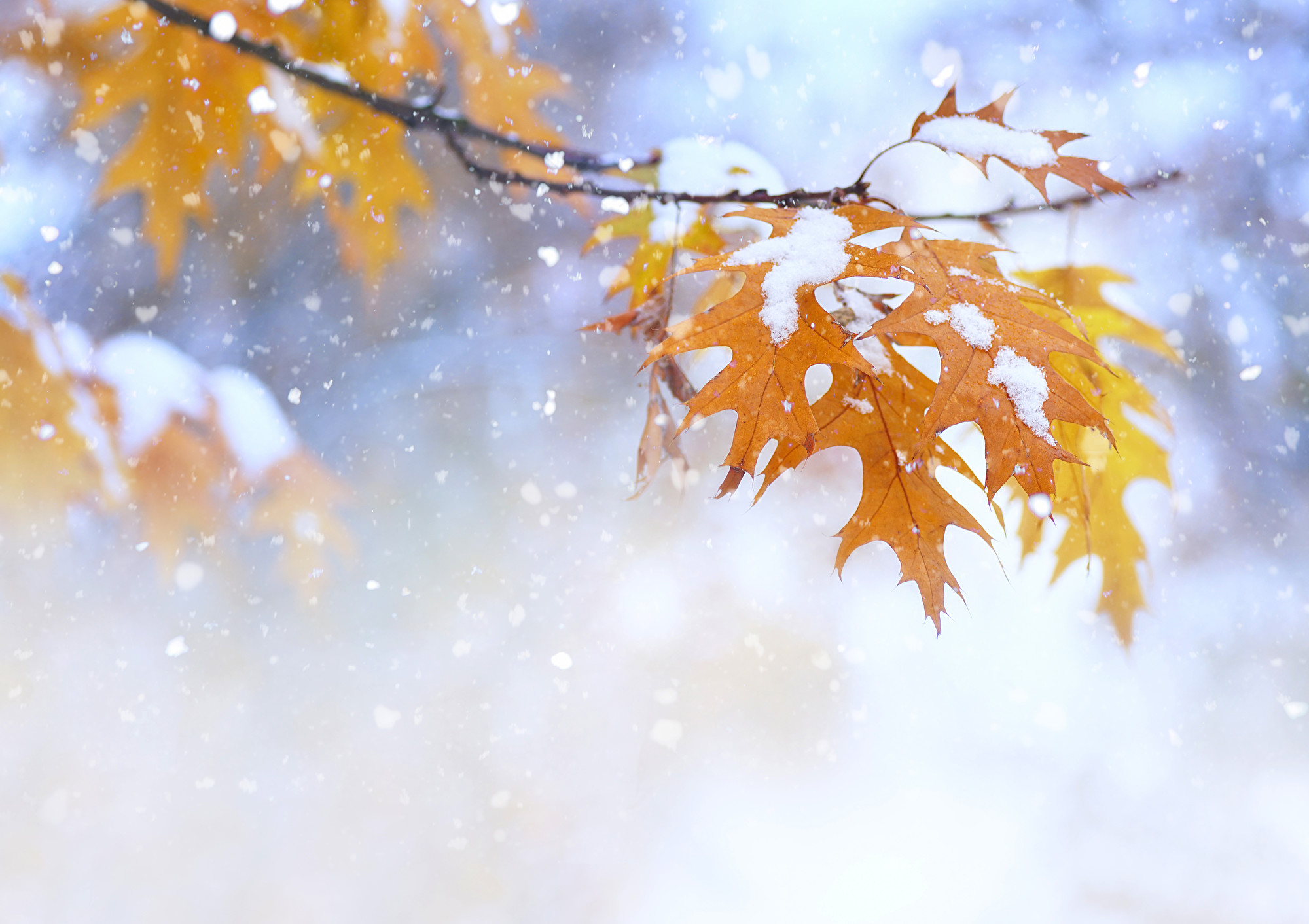 多伦多今年何时下第一场雪 下雪 大纪元