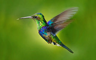 组图：蓝绿色“亮片”羽毛的紫冠木蜂鸟