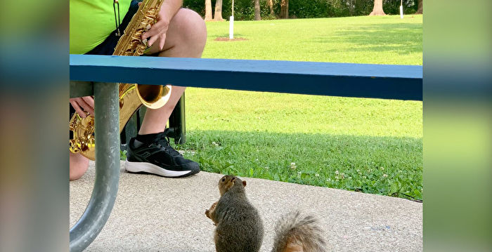 音乐教授到公园练萨克斯 一松鼠成“忠粉”