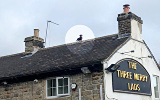 腊肠犬现身酒吧屋顶 照片轰动英国 成为网红