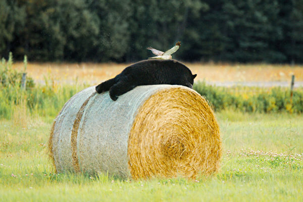 一隻北鷂和在乾草捆上打盹的黑熊罕見同框