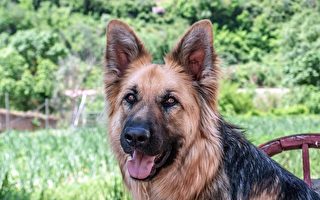 新西蘭專業機構準備訓練犬類檢測Covid-19