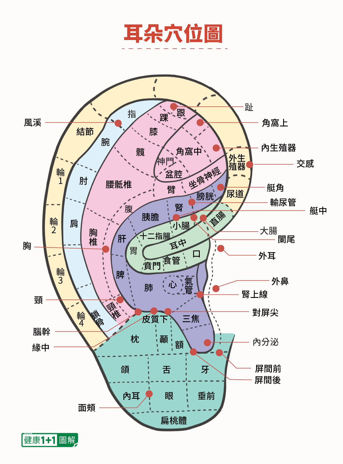 耳朵上的肝点位置图,耳朵上的肝位置图片(第9页)_大山谷图库