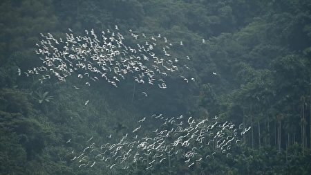 黃頭鷺遷徙是台灣每年秋季上演的生態景觀。