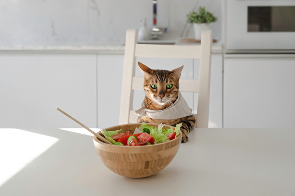 自制猫鲜食超简单‧4道猫咪最爱的零食点心