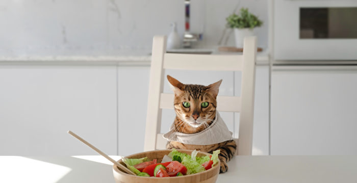 自制猫鲜食超简单‧4道猫咪最爱的零食点心