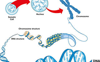研究：連接組蛋白控制染色體的形狀