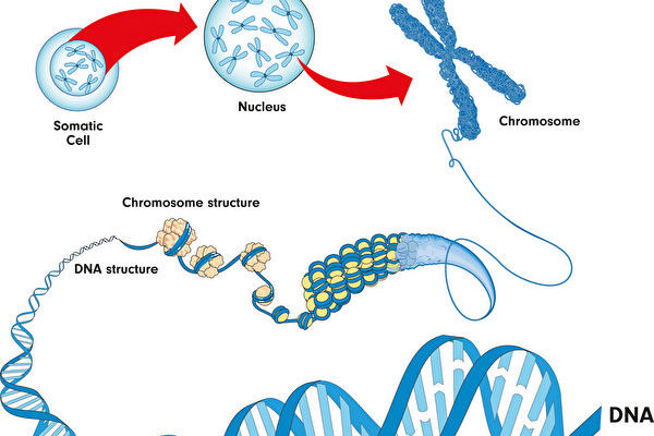 研究：连接组蛋白控制染色体的形状