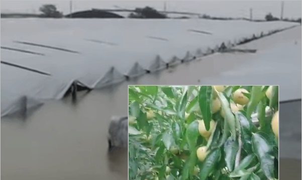 【一线采访】陕西洪水肆虐 冬枣之乡受重创