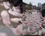 山西一村被洪水淹没 大量猪只死亡