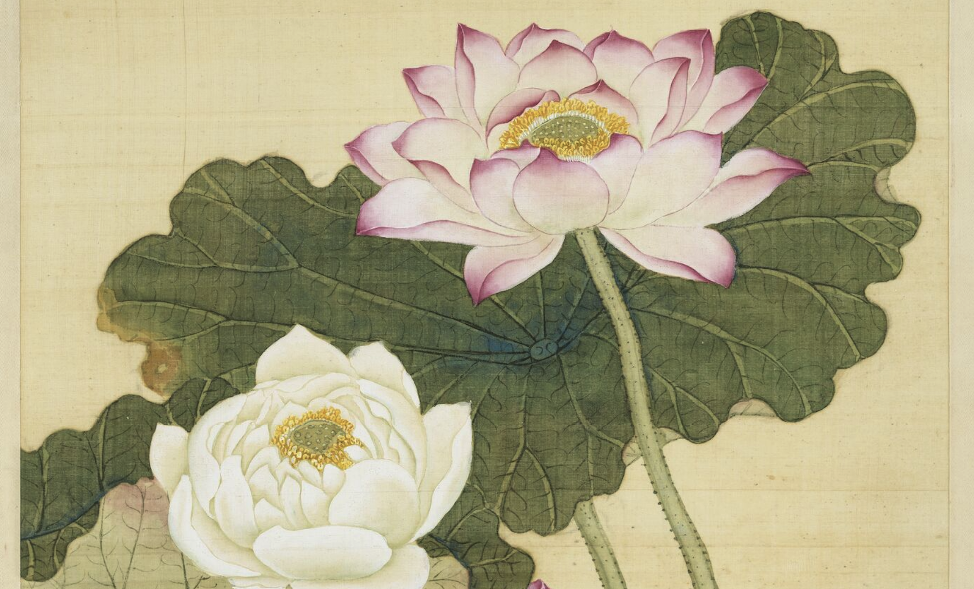 品读宋词】一池风荷摇荡游子乡情 周邦彦 苏幕遮 荷花 大纪元