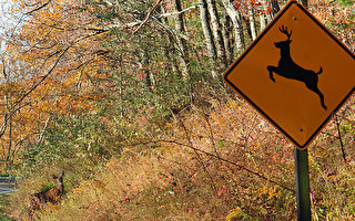進入秋季 開車當心路上鹿