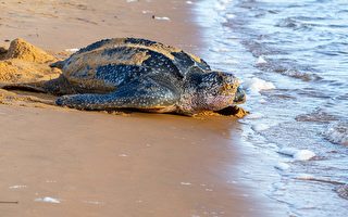 太平洋棱皮海龟 列入加州濒危清单
