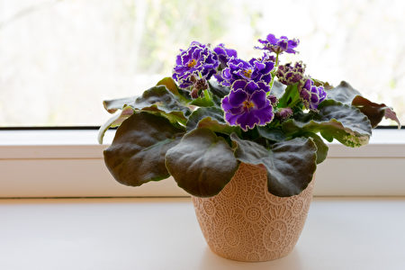 非洲紫羅蘭妝點室內長年開花好養的秘訣| 室內植物| 室內盆栽| 光照| 大紀元