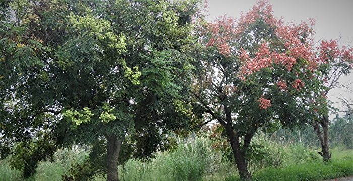 栾树花海配溪畔甜根子草 秋季限定田野风光