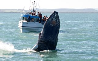 庞大座头鲸跃出海面 在渔船前方翻身表演