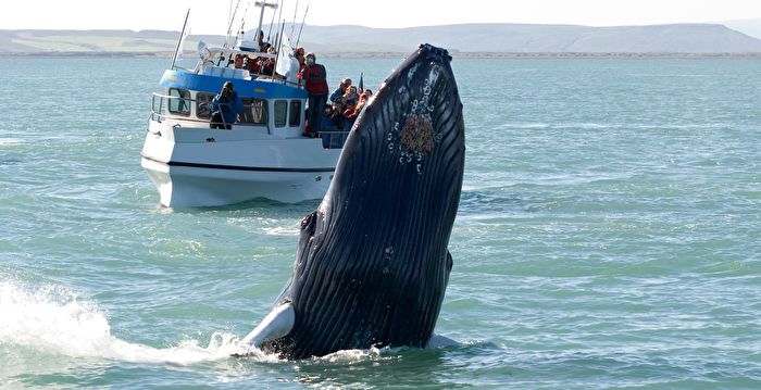 庞大座头鲸跃出海面 在渔船前方翻身表演
